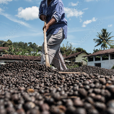 From Leaf & Cherry to Cup: An Introduction to Processing Methods